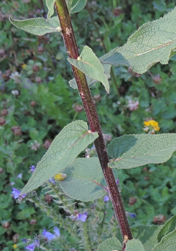 Alto da identificare - Verbascum sp.